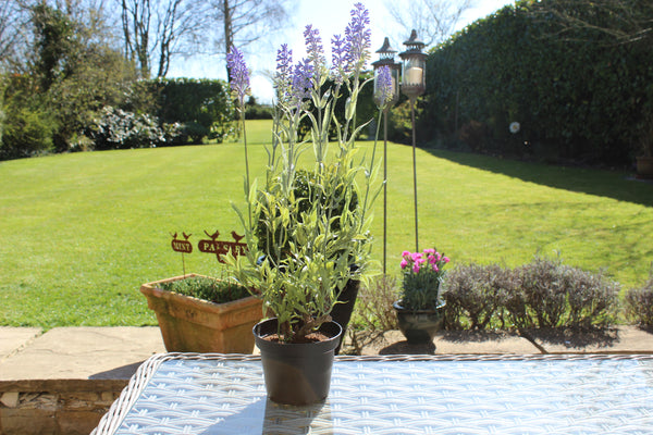 Artificial Lavender Plant Pot