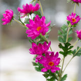 Artificial Sweet Pink Daisy Flower Stem