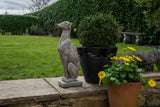 Sitting Whippet dog statue